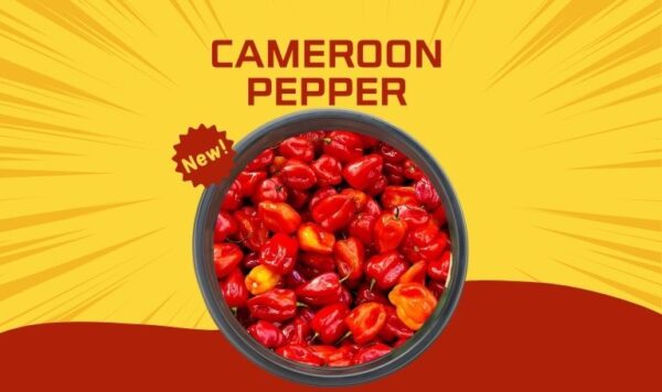 Cameroon Pepper